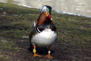 Mandarin Duck, Blomsterphoto Soli