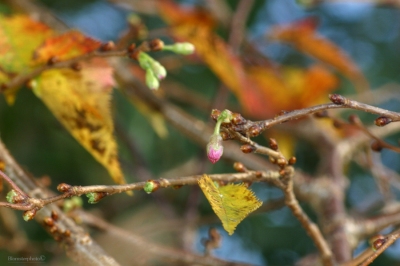 Blomsterphoto Prunus x subhirtella ‘Autumnalis Rosea’ Soli 2014