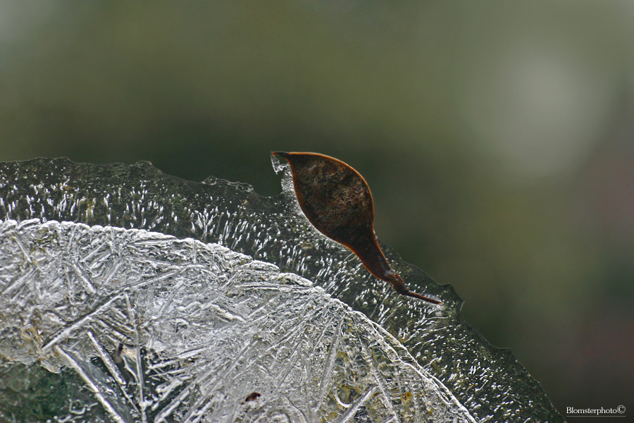 IJs uit de vogeldrinkschaal met bevroren boomzaad - Ice from the bird drinking bowl with frozen tree seed