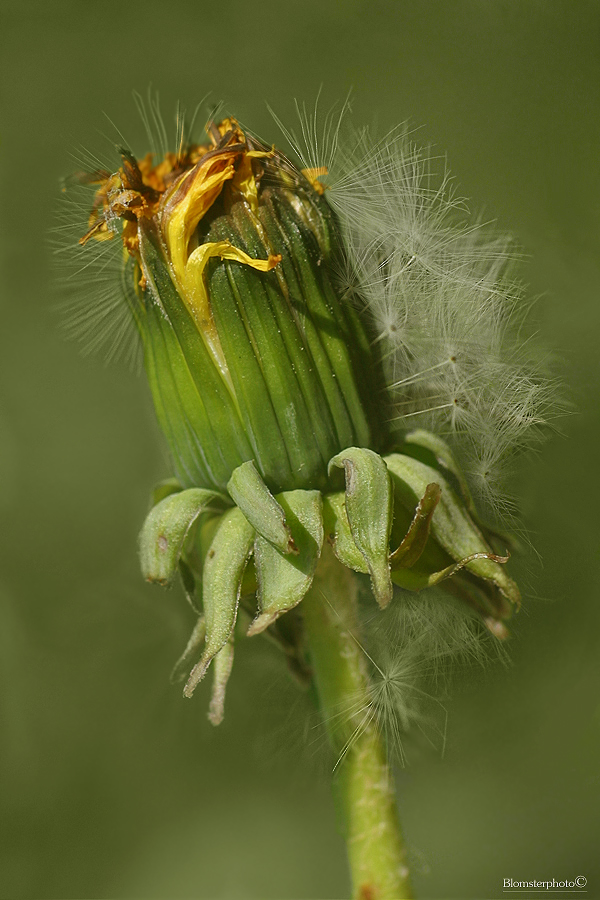 Taraxacum officinale - common dandelion - paardenbloem 