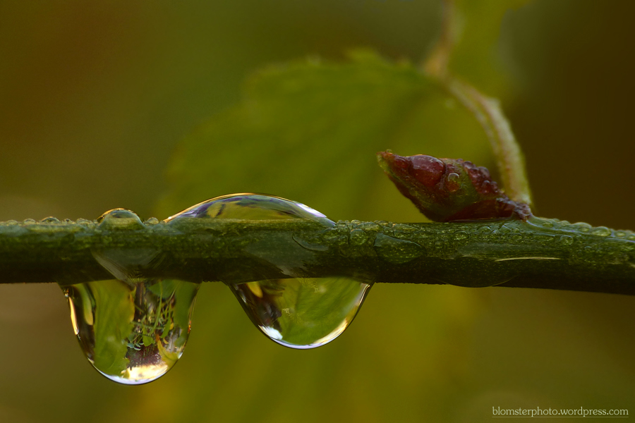 Blomsterphoto Water drops Soli 2015