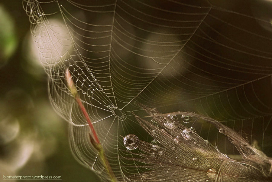 Blomsterphoto Spider web & Feather Soli 2015