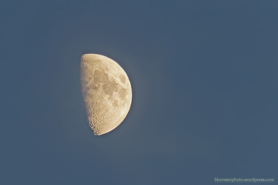 Blomsterphoto The afternoon moon Soli 2015