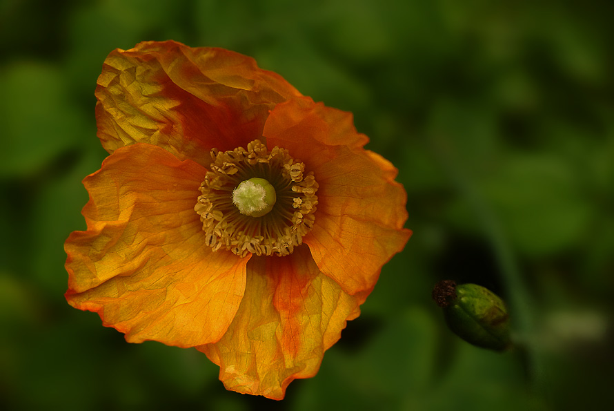 Blomsterphoto, Meconopsis cambrica Open, Soli 2016