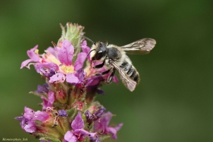 Blomsterphoto Megachile sp. 3 Soli 2018