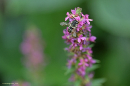 Blomsterphoto Megachile sp. 4 Soli 2018